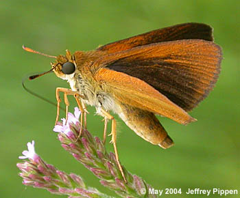 Dukes' Skipper (Euphyes dukesi)