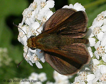 Dun Skipper (Euphyes vestris)