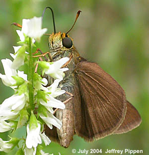 Dun Skipper (Euphyes vestris)