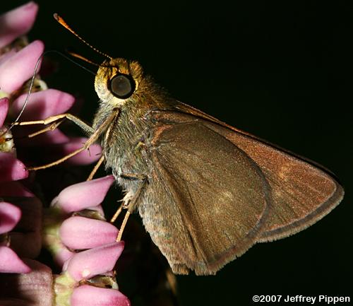 Dun Skipper (Euphyes vestris)