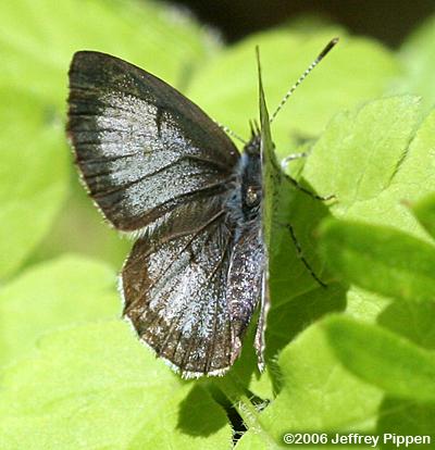 Dusky Azure (Celastrina nigra)