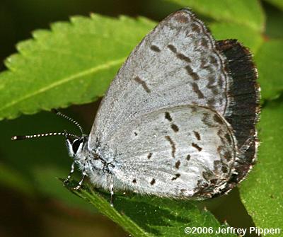 Dusky Azure (Celastrina nigra)
