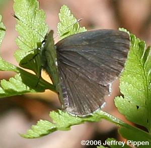 Dusky Azure (Celastrina nigra)