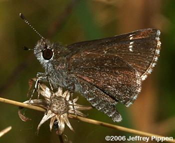 Dusky Roadside-Skipper (Amblyscirtes alternata)