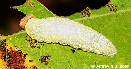 Horace's Duskywing (Erynnis horatius)