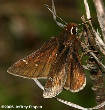 Dusted Skipper (Atrytonopsis hianna)