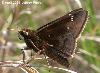 Dusted Skipper (Atrytonopsis hiana)