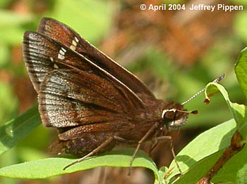 Dusted Skipper (Atrytonopsis hiana)