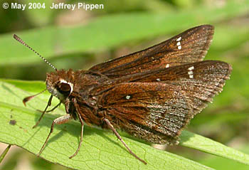 Dusted Skipper (Atrytonopsis hiana)