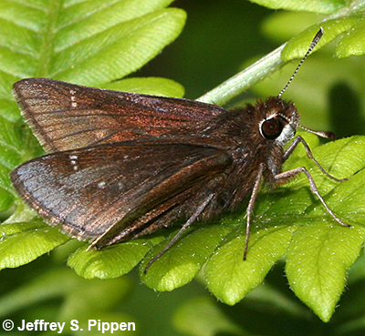Dusted Skipper (Atrytonopsis hianna)