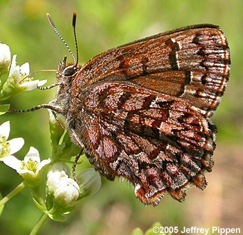 Eastern Pine Elfin (Callophrys niphon)