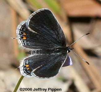 Eastern Tailed-Blue (Everes comyntas)