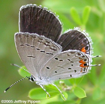 Eastern Tailed-Blue (Everes comyntas)