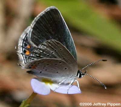 Eastern Tailed-Blue (Everes comyntas)