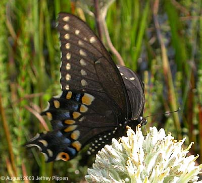 Black Swallowtail