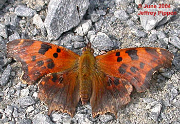 Eastern Comma (Polygonia comma)