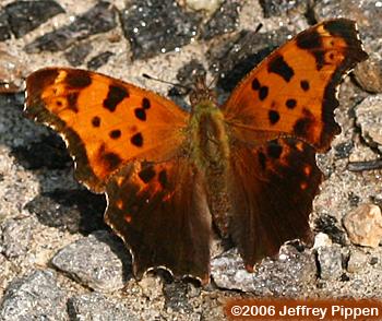Eastern Comma (Polygonia comma)