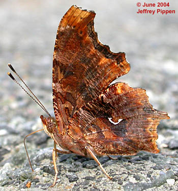 Eastern Comma (Polygonia comma)