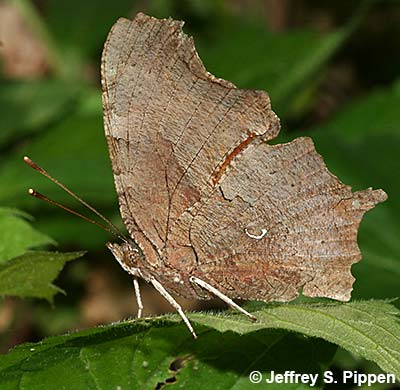 Eastern Comma (Polygonia comma)