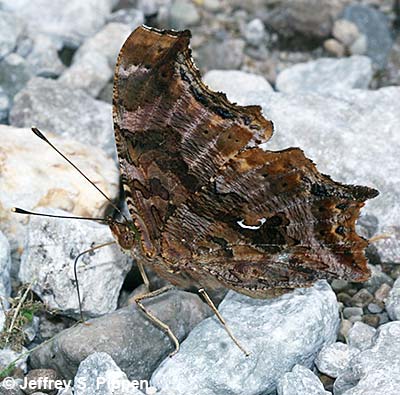 Eastern Comma (Polygonia comma)