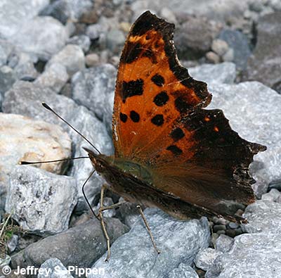Eastern Comma (Polygonia comma)