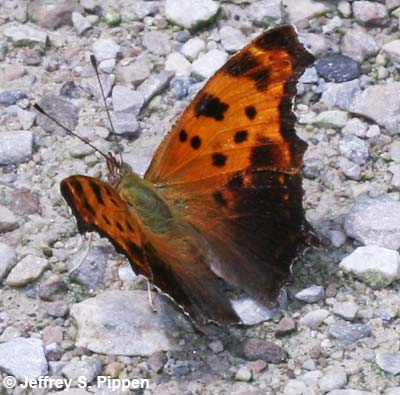 Eastern Comma (Polygonia comma)
