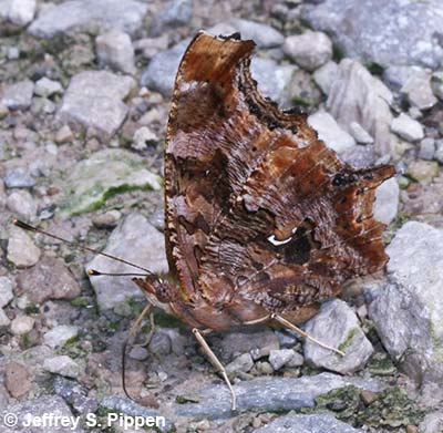 Eastern Comma (Polygonia comma)