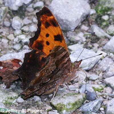 Eastern Comma (Polygonia comma)