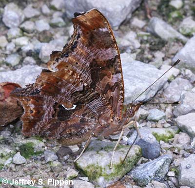 Eastern Comma (Polygonia comma)