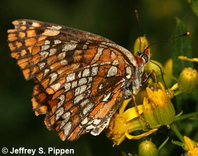 Northern Checkerspot (Chlosyne palla)