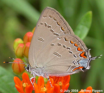 Edwards' Hairstreak (Satyrium edwardsii)