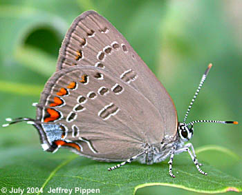 Edwards' Hairstreak (Satyrium edwardsii)