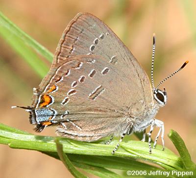 Edwards' Hairstreak (Satyrium edwardsii)