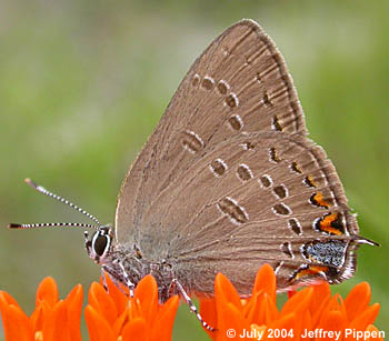 Edwards' Hairstreak (Satyrium edwardsii)