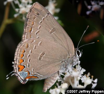 Edwards' Hairstreak (Satyrium edwardsii)