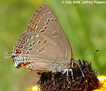 Edwards' Hairstreak (Satyrium edwardsii)