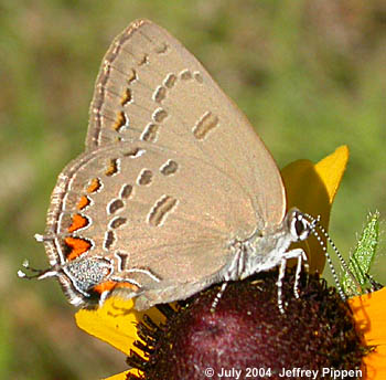 Edwards' Hairstreak (Satyrium edwardsii)