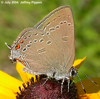 Edwards' Hairstreak (Satyrium edwardsii)