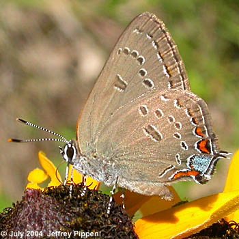 Edwards' Hairstreak (Satyrium edwardsii)