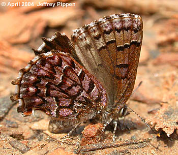 Eastern Pine Elfin (Callophrys niphon)