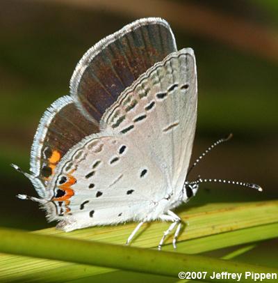 Eastern Tailed-Blue (Everes comyntas)