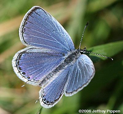 Eastern Tailed-Blue (Everes comyntas)