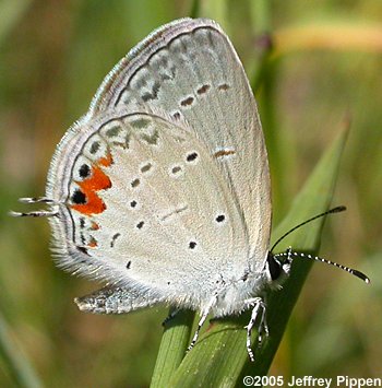 Eastern Tailed-Blue (Everes comyntas)