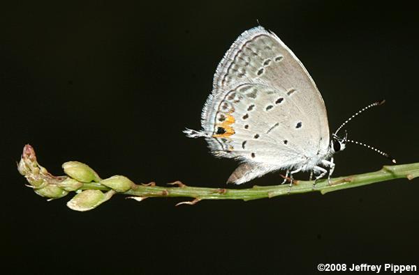 Eastern Tailed-Blue (Everes comyntas)