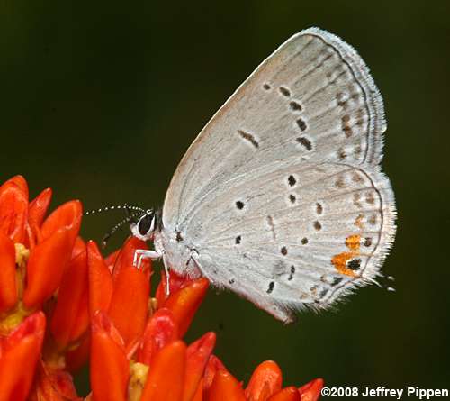 Eastern Tailed-Blue (Everes comyntas)