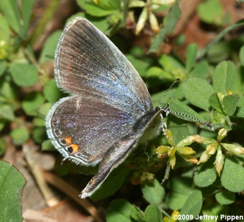Eastern Tailed-Blue (Everes comyntas)