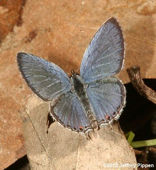 Eastern Tailed-Blue (Everes comyntas)