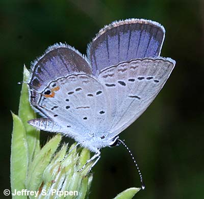 Eastern Tailed-Blue (Everes comyntas)