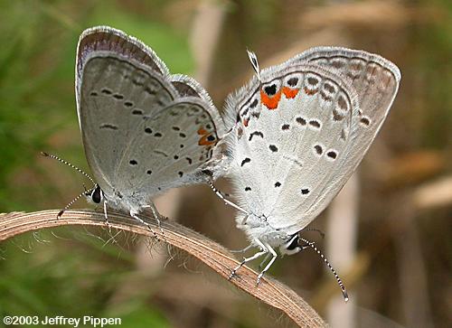 Eastern Tailed-Blue (Everes comyntas)