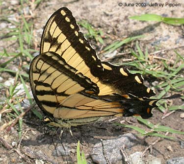 Eastern Tiger Swallowtail (Pterourus glaucus)